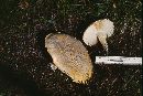 Image of Armillaria luteovirens