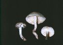 Hygrophorus discoxanthus image