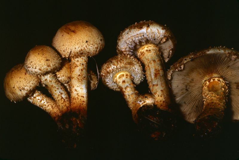 Pholiota kodiakensis image