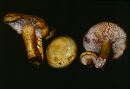 Lactarius aspideus image