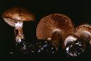 Cortinarius crassus image