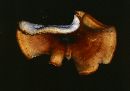 Polyporus picipes image