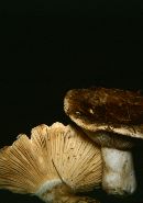 Russula nigricans image