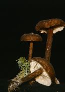 Lactarius lignyotus var. insignis image