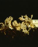 Clavulina coralloides image