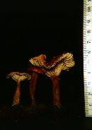 Lactarius camphoratus image