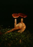 Lactarius camphoratus image