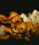 Lactarius thyinos image