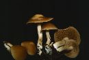 Psathyrella conissans image