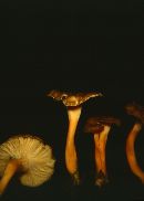 Craterellus lutescens image