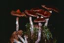 Cortinarius evernius image