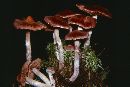 Cortinarius evernius image