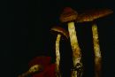 Cortinarius malicorius image