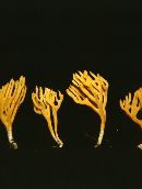 Clavulinopsis corniculata image