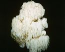 Hericium erinaceus image