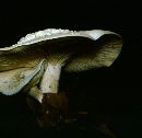 Clitocybe odora image