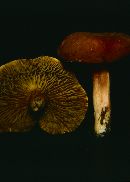 Phylloporus pelletieri image