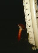 Boletus badius image