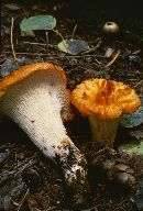 Suillus lakei image