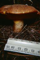 Suillus lakei image
