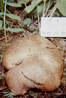 Suillus lakei image