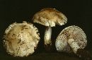 Megacollybia platyphylla image
