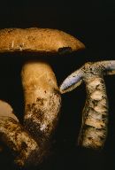 Gyroporus cyanescens image