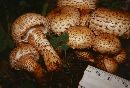 Pholiota squarrosa image