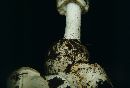 Amanita virosa image