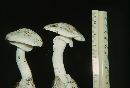 Amanita virosa image