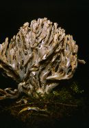 Clavulina cinerea image