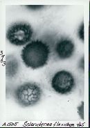 Scleroderma flavidum image