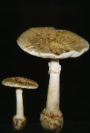 Amanita brunnescens image