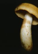 Russula laurocerasi image