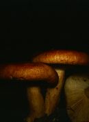 Lactarius affinis image