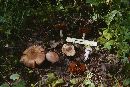 Cortinarius torvus image