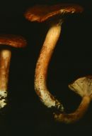 Lactarius rufus image