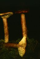 Lactarius rufus image