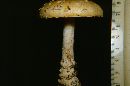 Amanita muscaria var. formosa image