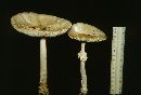 Amanita pantherina var. multisquamosa image