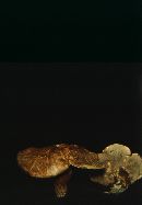Sarcodon subfelleus image