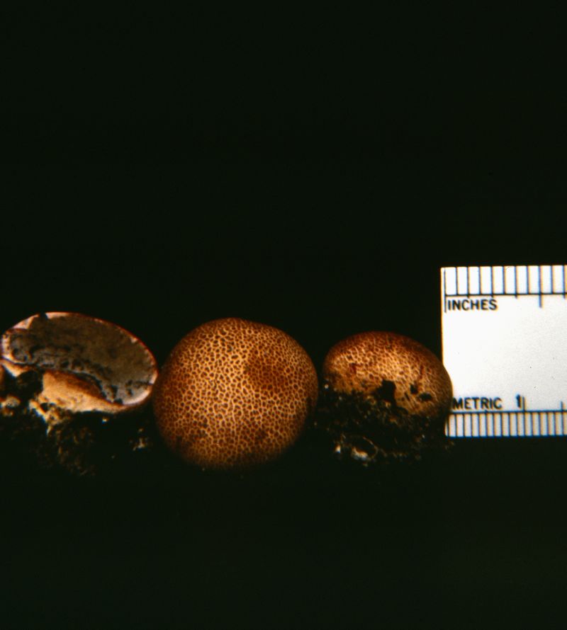 Scleroderma lycoperdoides image