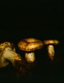 Lactarius payettensis image