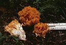 Ramaria aurea image