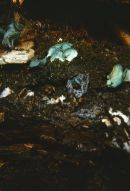 Chlorociboria aeruginascens image