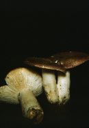 Russula variata image