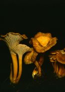 Craterellus lutescens image