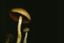 Cortinarius anomalus image