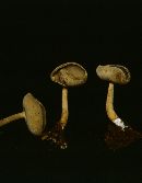 Helvella macropus image