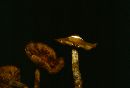 Agrocybe firma image